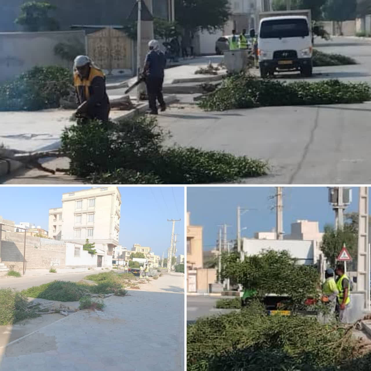 جایگزینی درختان کنوکارپوس با گونه‌های بومی در محله سجادیه قشم آغاز شد