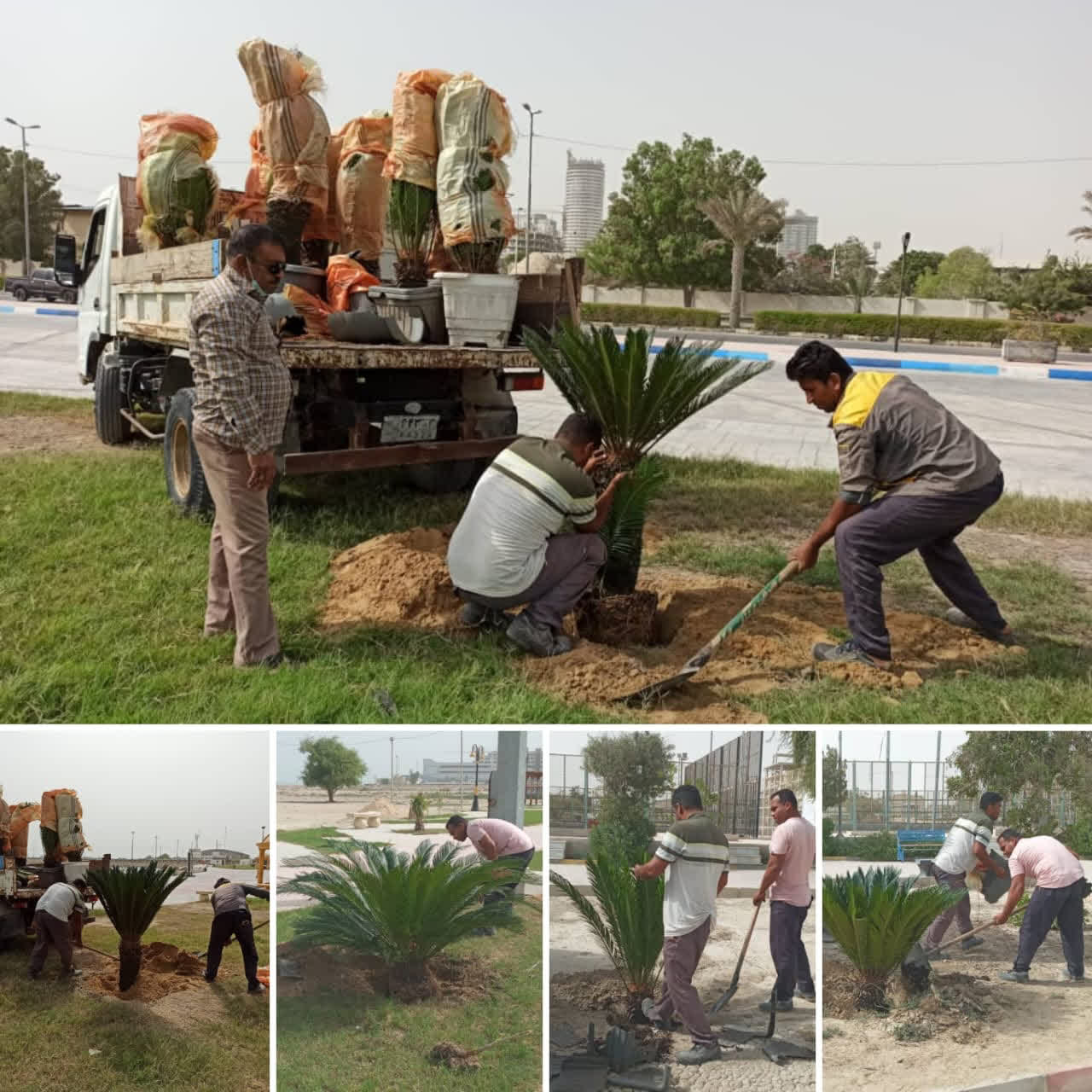 درختکاری در ۳ پارک شهر قشم